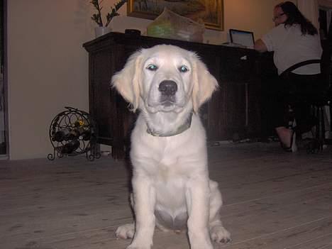 Golden retriever Zenta billede 1