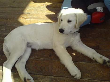 Golden retriever Zenta billede 2