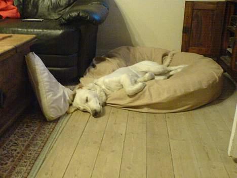 Golden retriever Zenta billede 3