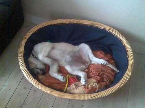 Golden retriever Zenta billede 4