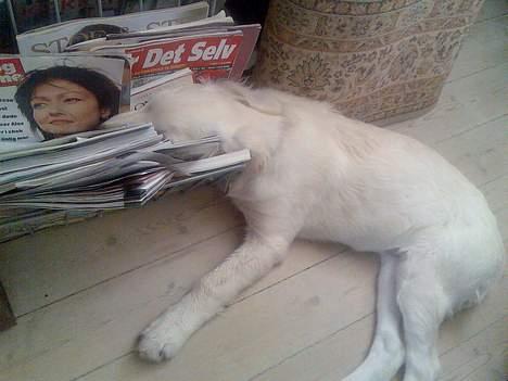 Golden retriever Zenta billede 5