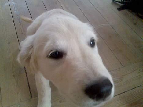 Golden retriever Zenta billede 6