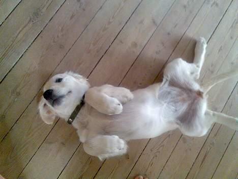 Golden retriever Zenta billede 7