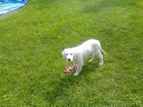 Golden retriever Zenta billede 8