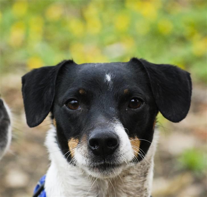 Dansk svensk gaardhund Eddie R.I.P. min dreng... - Ja jeg er da smuk... (Fotograf: Maria Diling) billede 8