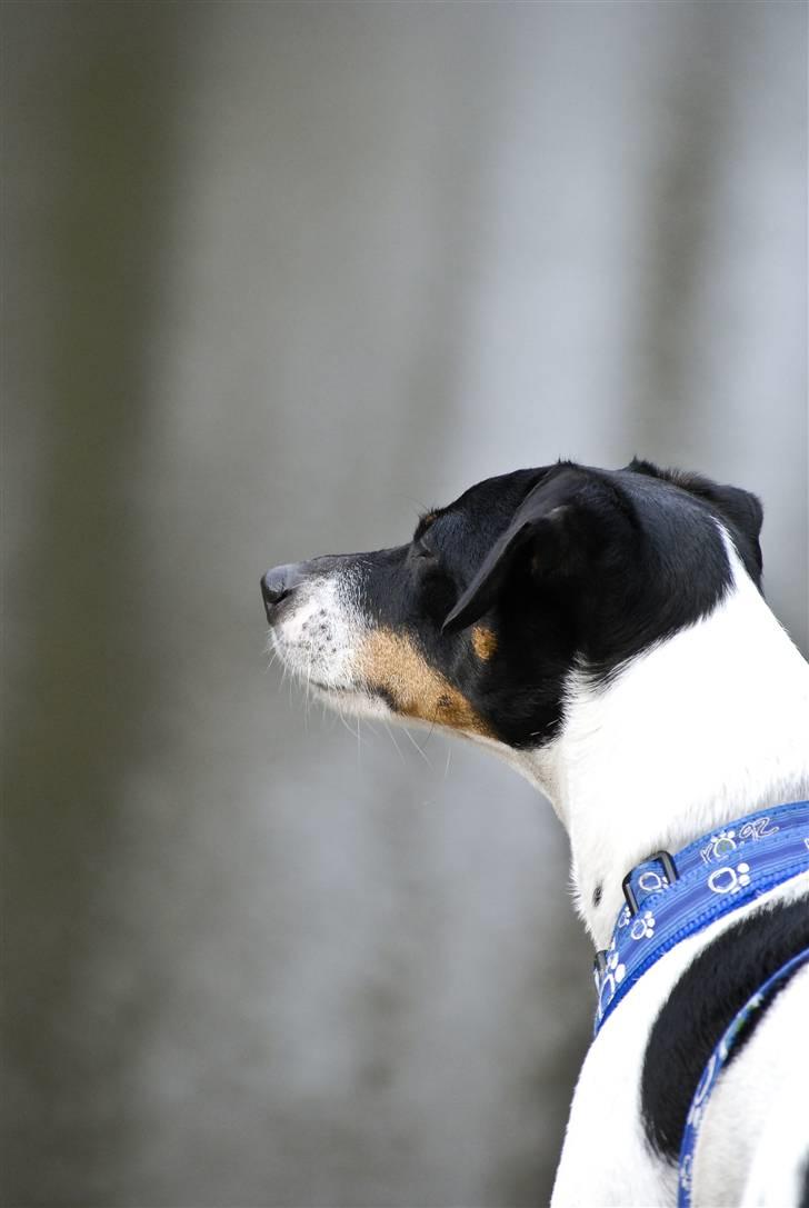 Dansk svensk gaardhund Eddie R.I.P. min dreng... - Gad vide om de ænder gider og lege??? (Fotograf: Maria Diling) billede 9