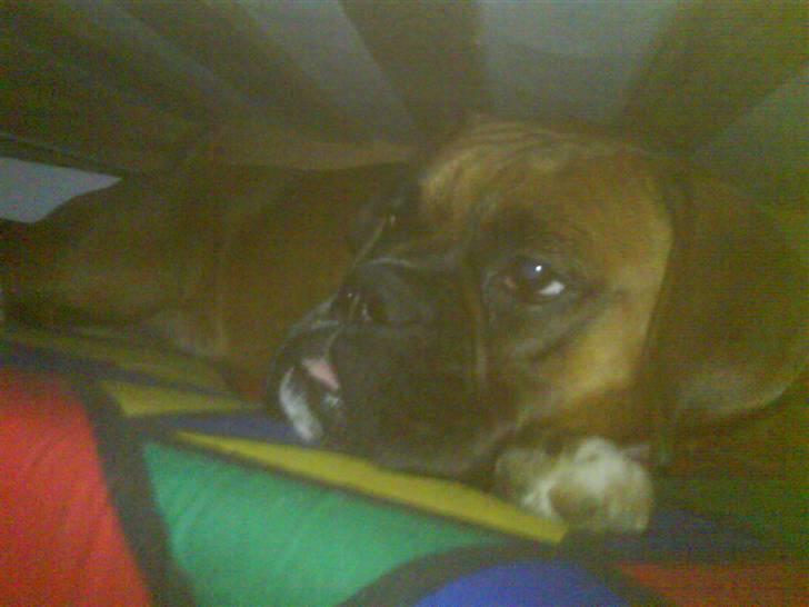 Boxer Freja - Og under sengen på madrassen hygger hun sig også. billede 9