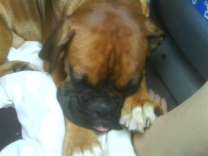Boxer Freja - Hun sover skam også i bilen(: billede 10