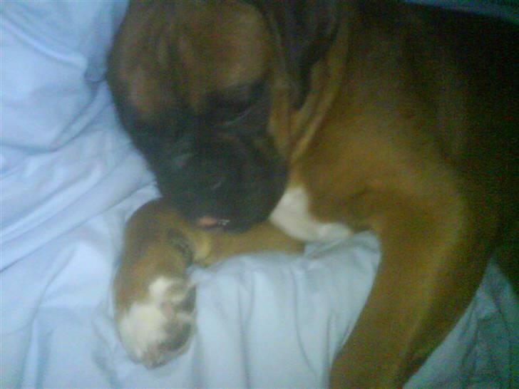 Boxer Freja - #11. billede 11