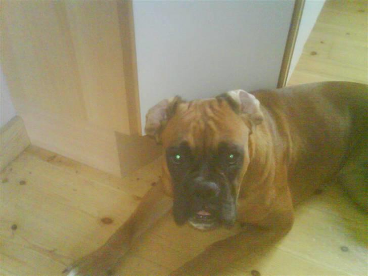 Boxer Freja - med ørene på vrangen. billede 12