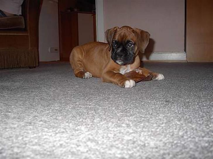 Boxer Freja - Freja som lille(: billede 13
