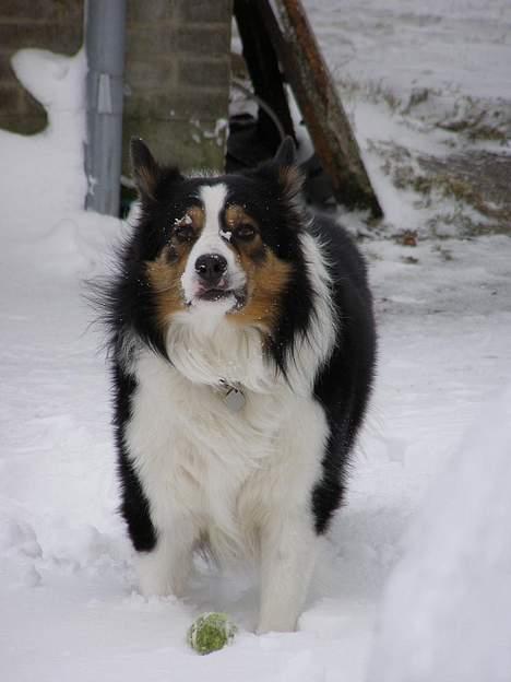Border collie EFI billede 18