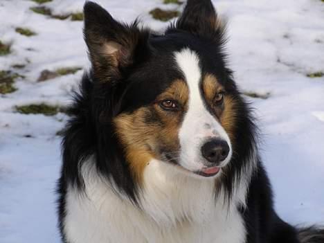 Border collie EFI billede 19