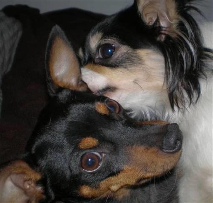 Dvaergpinscher King  † R.I.P - Mig og min gode veninde Zazy.. Vi elsker at putte sammen.. ( 2007) billede 11