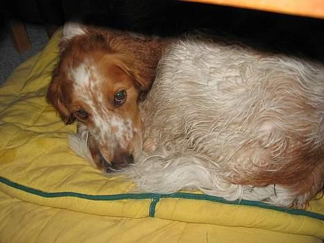 Breton Mikki - fornærmet! billede 6