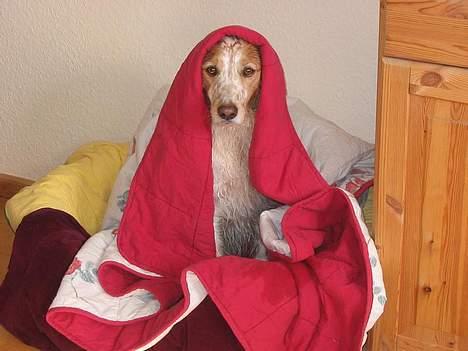 Breton Mikki - Jah det er hvad man får ud af at trille sig i døde sæler :s billede 7