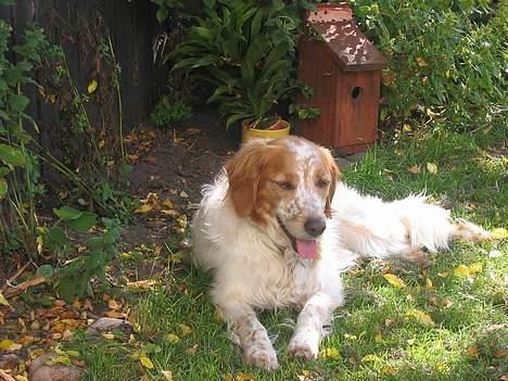 Breton Mikki - og smuk :D billede 8