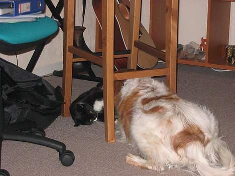 Breton Mikki - Så spiser man lige sin yndlings kattemis :) billede 10