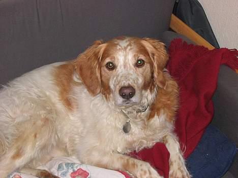 Breton Mikki billede 12