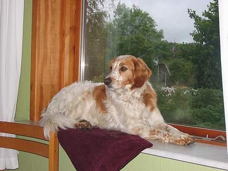 Breton Mikki - Kongen ;P her kan man holde udkig med alt hvad der sker :) billede 13