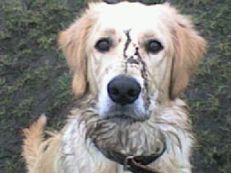 Golden retriever Tantor - Elsker bare mudder :D Mors kamera er bar ikke så god til mudderbilleder :P billede 9