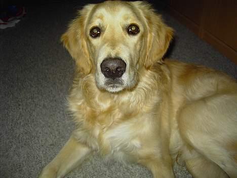 Golden retriever Tantor - Jeg er klar - hvor skal vi hen? billede 10