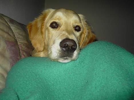 Golden retriever Tantor - Nårh, der var du, moar! billede 11