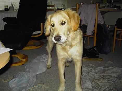Golden retriever Tantor - Moar, det er altså ikke mig, der roder på gulvet..! :P billede 12