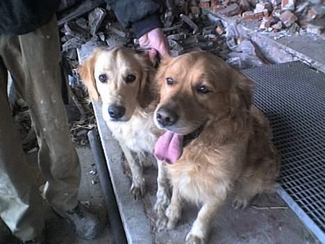 Golden retriever Tantor - Her sidder jeg sammen med min hundefar - vi ligner bar ikk hinanden ret meget.. billede 13