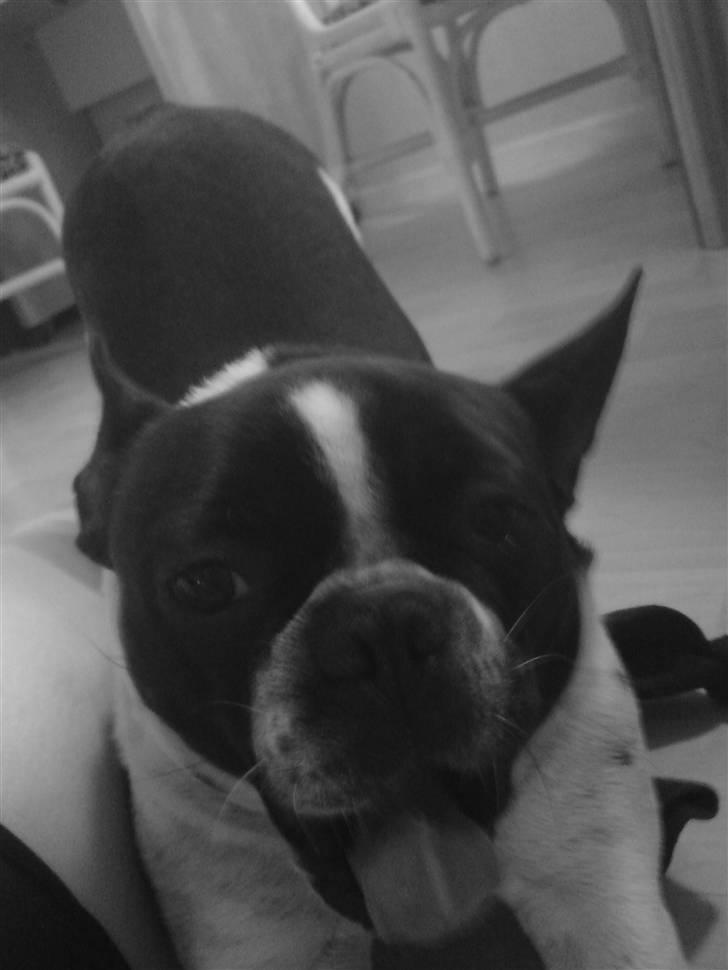 Fransk bulldog Harley - Godmorgen!!! billede 18