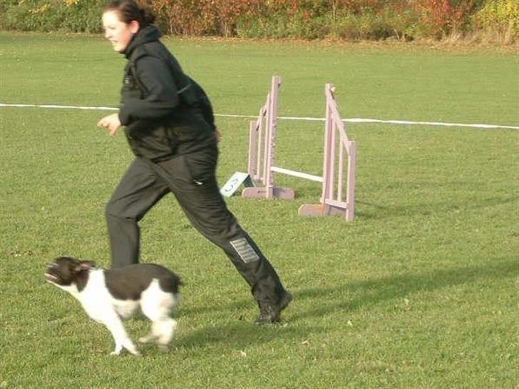 Fransk bulldog Harley - Klubmesterskab 2007 agility, vi vandt for begynder. billede 19