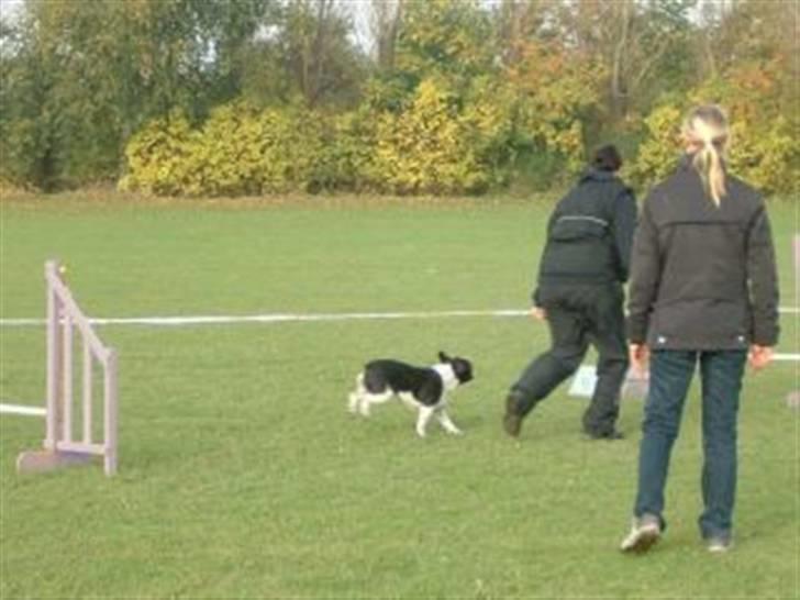 Fransk bulldog Harley - Klubmesterskab 2007 agility billede 20