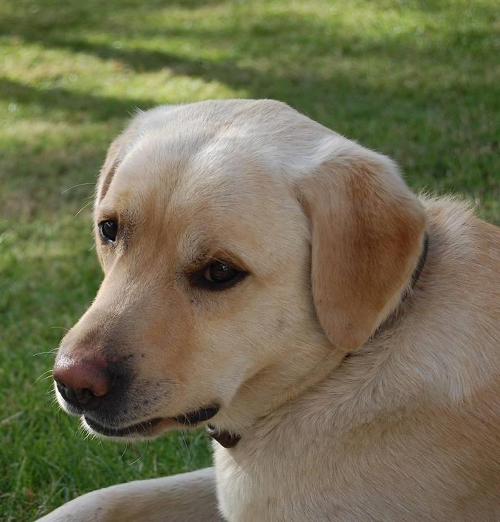 Labrador retriever Zack - "Hey. Jeg hedder Zack. Velkommen til min profil, håber i vil kigge lidt rundt og smide en bedømmelse." billede 1