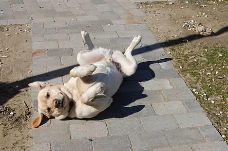 Labrador retriever Zack - "Se, jeg kan også lege lækker" billede 2
