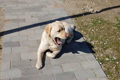Labrador retriever Zack - "ja det er hårdt at være lækker" billede 3