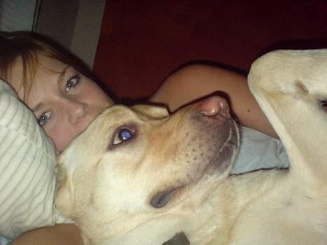 Labrador retriever Zack - "SE MIG, den eneste gang jeg har lagt i sengen:)" billede 4