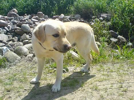 Labrador retriever Zack - "ad, det lugter af ko" - (Zack løber stærkt den anden vej når han ser en ko) billede 5