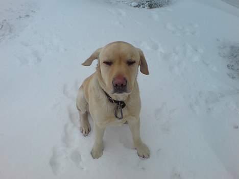 Labrador retriever Zack - "lille forfrosene mig i vinters" billede 6