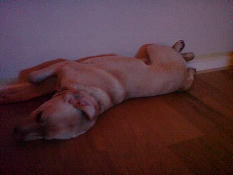 Labrador retriever Zack - "Hvis jeg vender sådan og kigger ind i væggen er der ingen der kan finde mig" billede 7