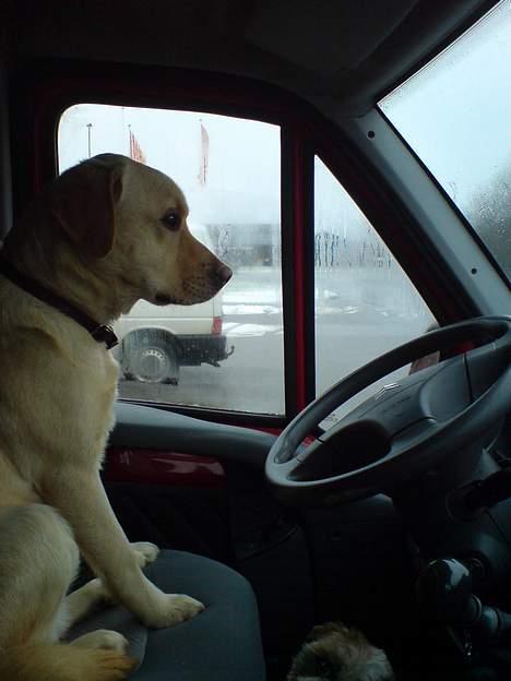 Labrador retriever Zack - "er lige ved at køre bil for far" billede 8