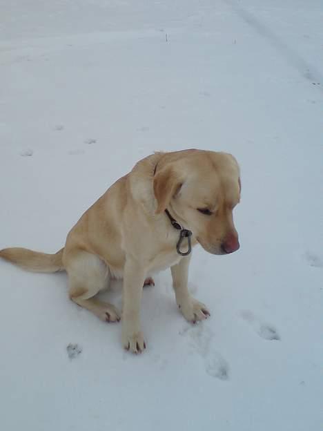 Labrador retriever Zack - "mor, ikke flere billeder nu, det er for koldt" billede 9
