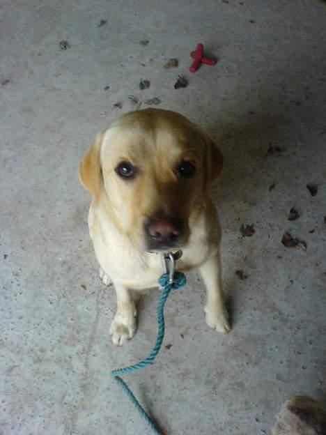 Labrador retriever Zack - "MIG???? Nej jeg har ikke lavet ulykker" billede 10