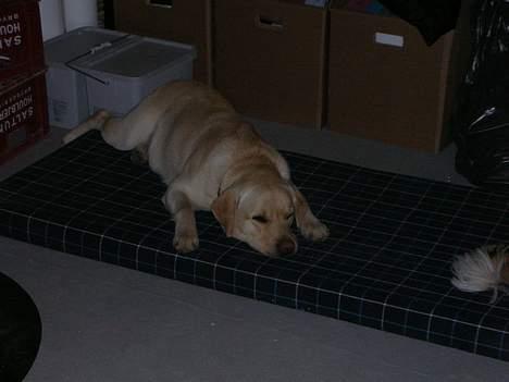 Labrador retriever Zack - "det er hårdt at bygge om, syntes du ikke topper?" billede 11