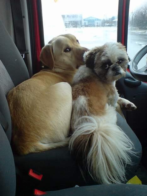 Labrador retriever Zack - "se er vi ikke søde, sidder bare og venter på far" billede 12