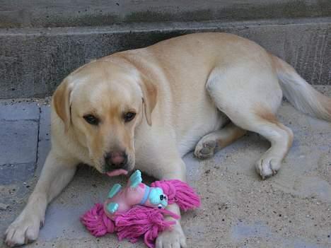 Labrador retriever Zack - "hvis du kommer nærmere tager jeg mit legetøj og går" billede 13
