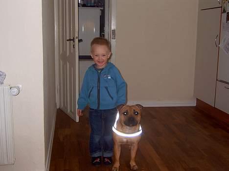 Staffordshire bull terrier zaki billede 15