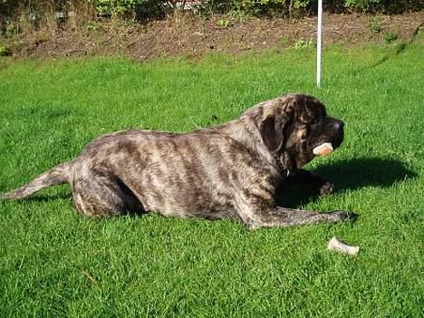 Mastiff Freja billede 3