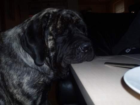 Mastiff Freja billede 5