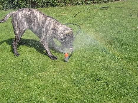 Mastiff Freja billede 7