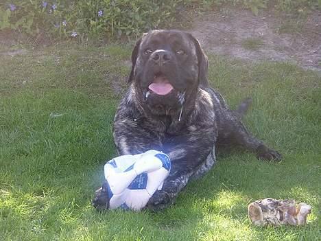 Mastiff Freja billede 8